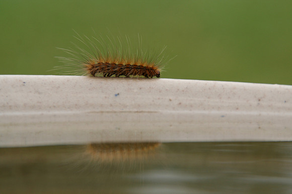 Caterpillar 2