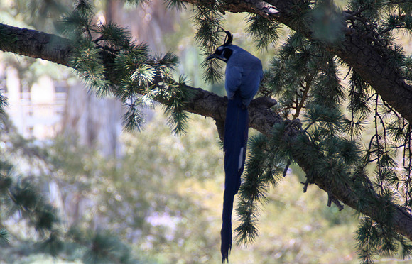 Blackthroated Magpie-Jay